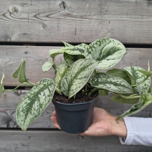  Scindapsus pictus (Potosovec strieborný) ´TREBIE´ - výška 30-35 cm, kont. C1L